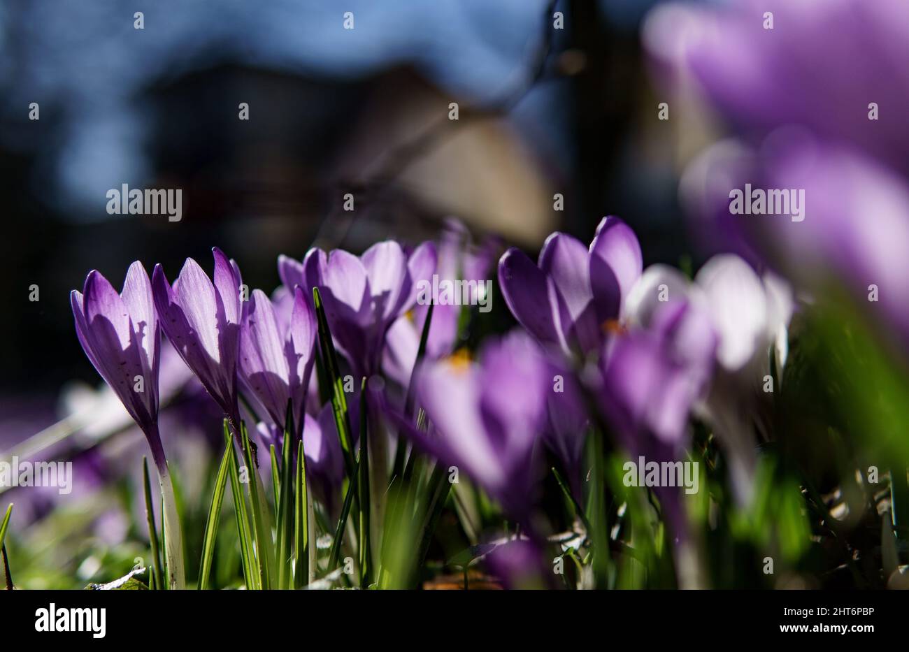 27. Februar 2022, Schleswig-Holstein, Eckernförde: Krokusse blühen im Sonnenschein in einem Park in der Innenstadt von Eckernförde. Foto: Axel Heimken/dpa Stockfoto