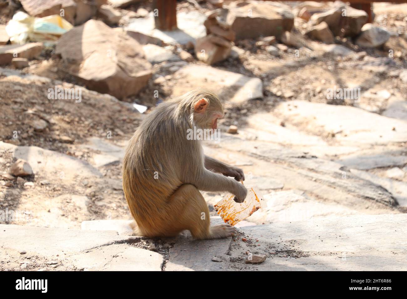 Affen sitzen auf Felsen und essen Plastikmüll. Stockfoto