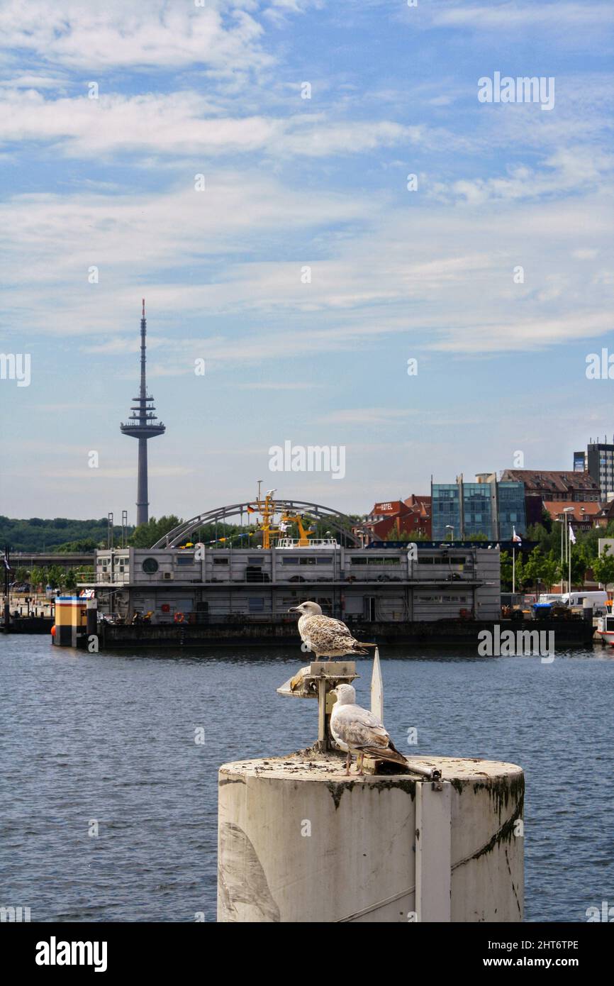Möwen an der Hörnbrücke im Sommer mit Kieler Turm im Hintergrund. Keine Personen. Wolken am blauen Himmel. Stockfoto