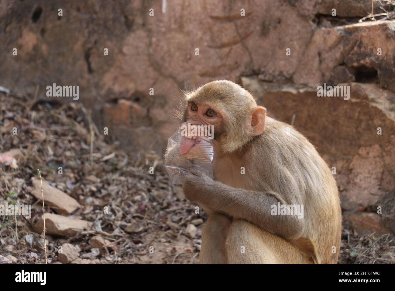 Affen sitzen auf Felsen und essen Plastikmüll. Stockfoto