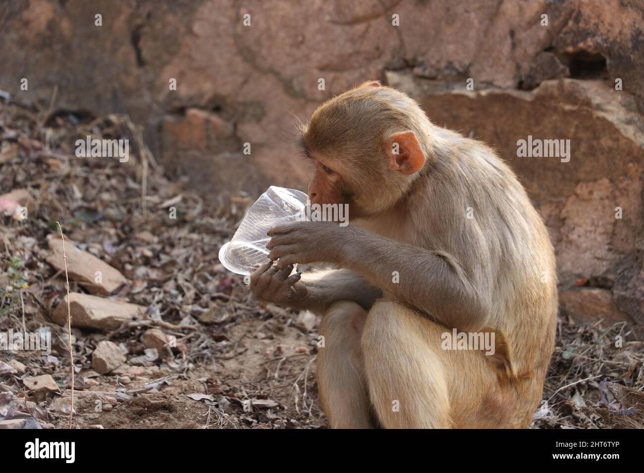 Affen sitzen auf Felsen und essen Plastikmüll. Stockfoto