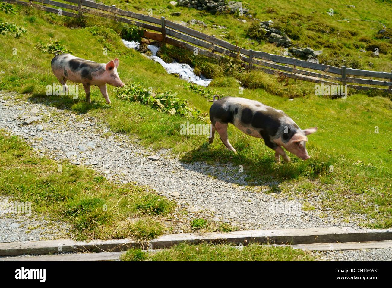 2 Schweine Stockfoto