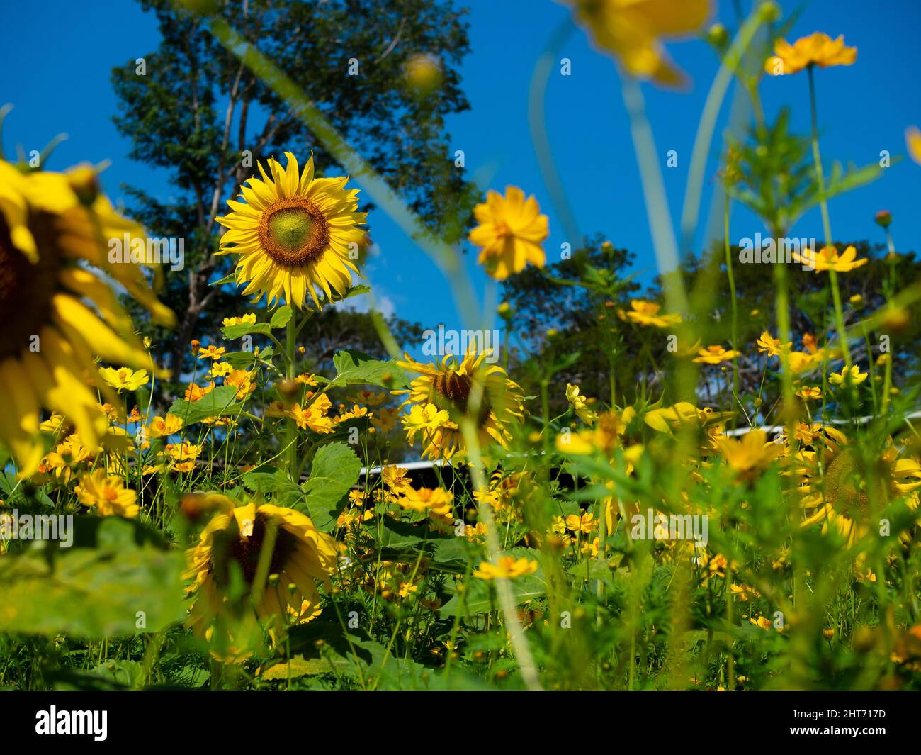 Sonnenblumen Feld mit bunten leuchtend orange und gelb auf dem Land. Sonnenblumen Farm auf blauem Himmel Hintergrund. Stockfoto