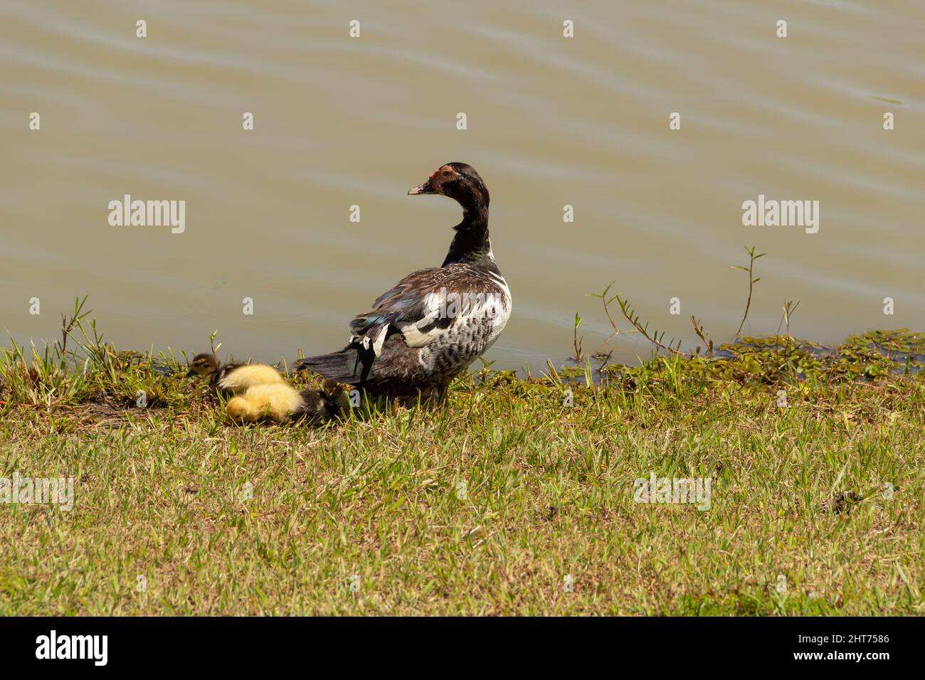 Goiânia, Goias, Brasilien – 26. Februar 2022: Eine Ente mit ihren drei niedlichen Babys an einem See. Stockfoto