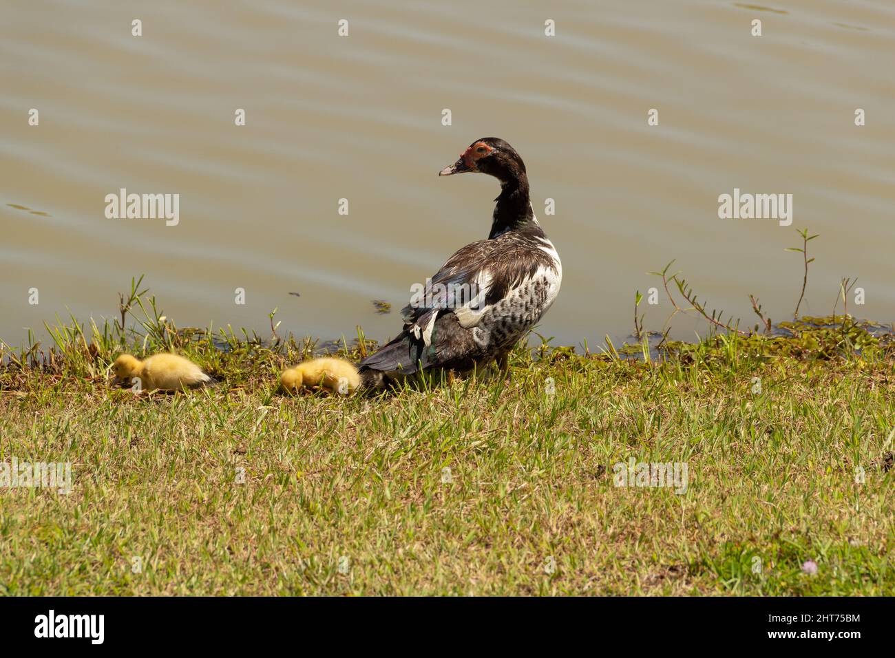 Goiânia, Goias, Brasilien – 26. Februar 2022: Eine Ente mit ihren drei niedlichen Babys an einem See. Stockfoto