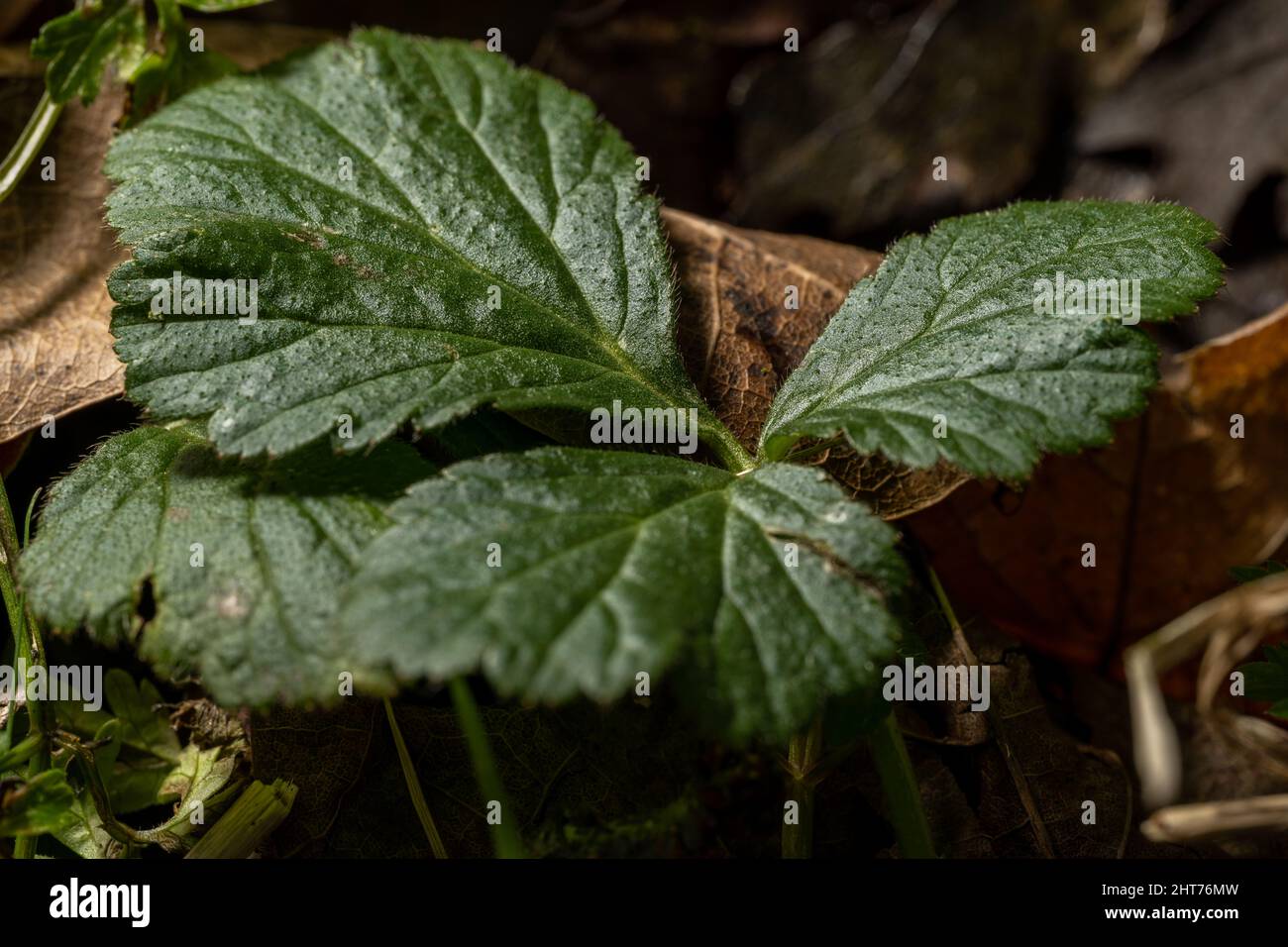 Hochauflösende Nahaufnahme von generischem Grün und brauner Blattvegetation in einer natürlichen Waldlandschaft. Stockfoto