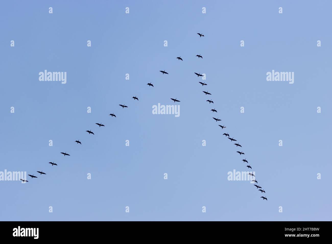 Großer Schwarm pinkfußiger Gänse (Anser brachyrhynchus), die in V-Formation fliegen, isoliert gegen den blauen Himmel, Yorkshire, England, Großbritannien Stockfoto