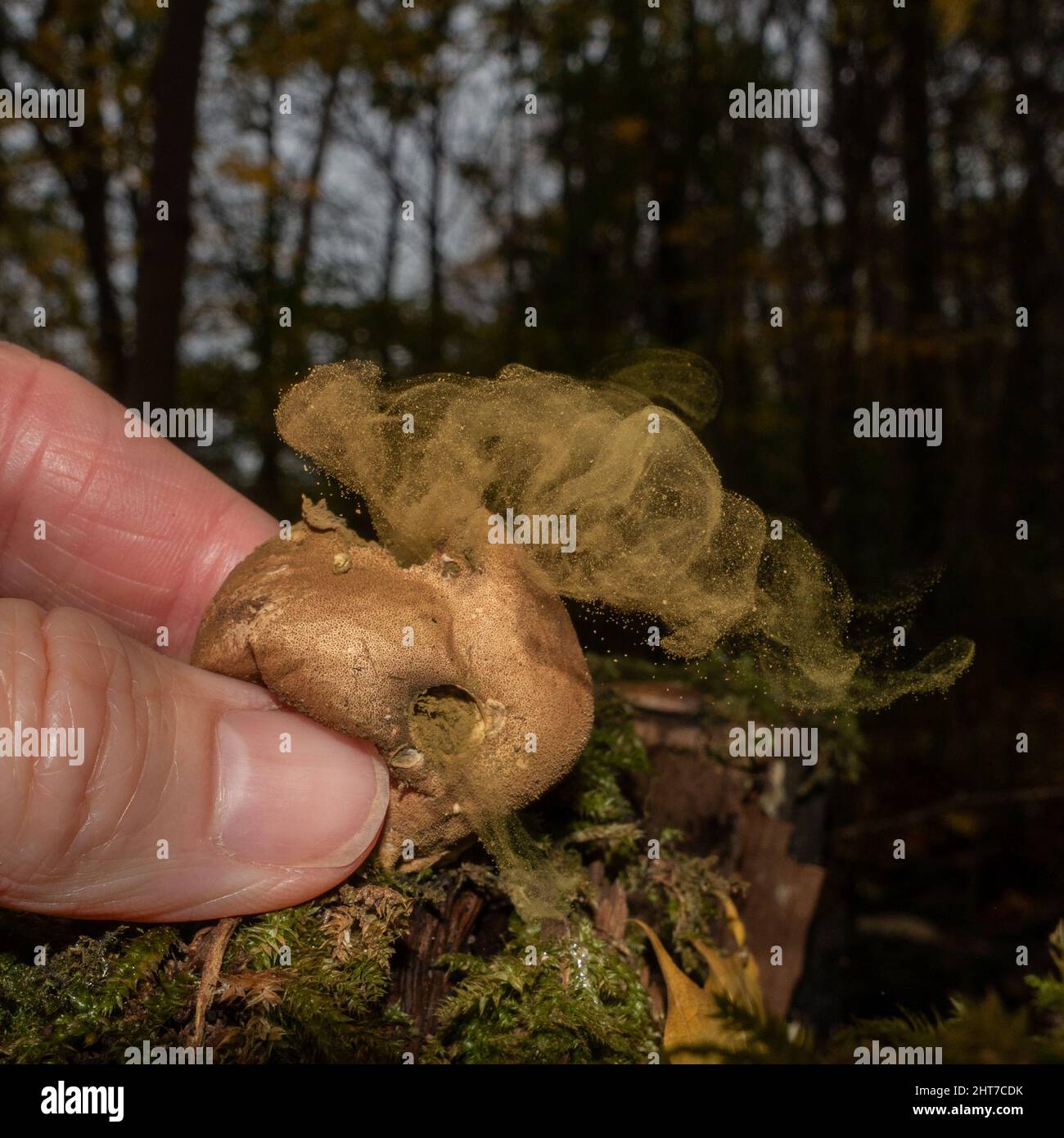 Person, die einen gewöhnlichen Puffball drückt, um Sporen (auch bekannt als die Teufelsschnupfbox) an einem noch herbstlichen Tag im Wald freizugeben. Stockfoto