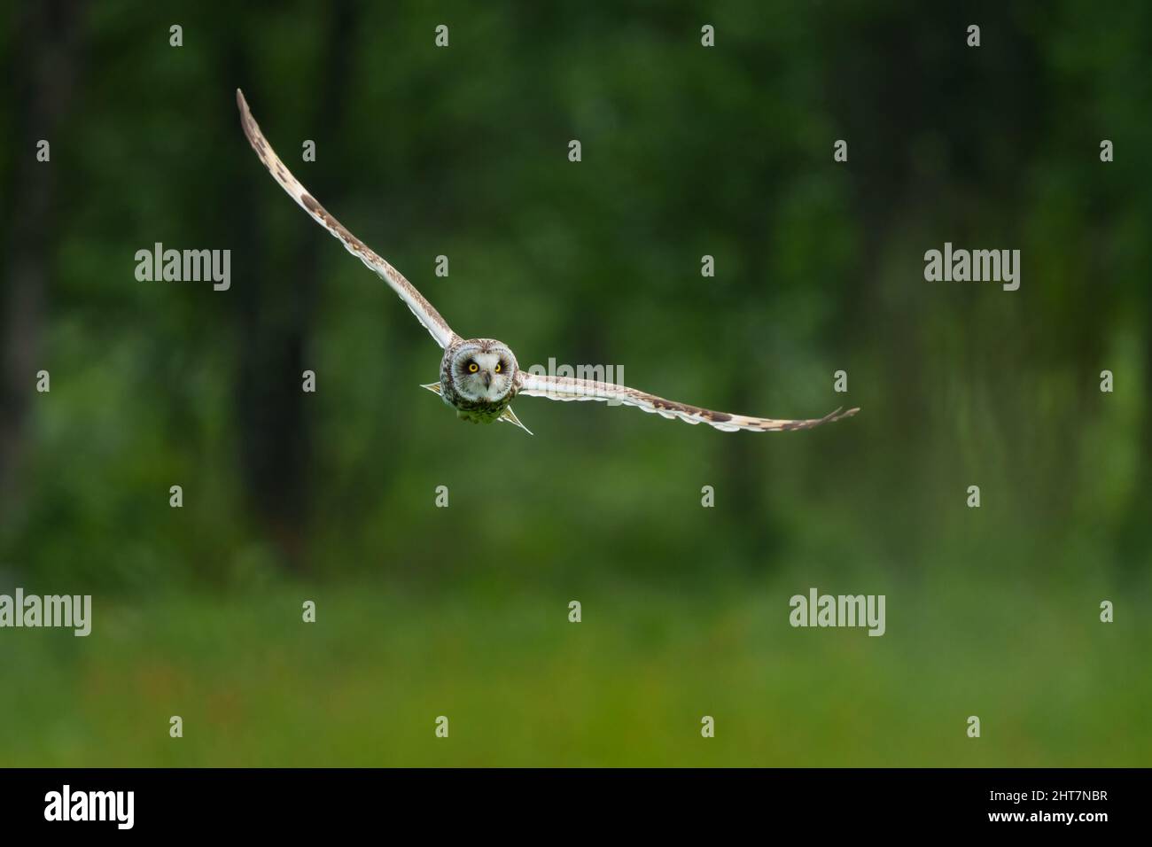 Selektive Fokusaufnahme einer fliegenden Kurzohreule in einem Park Stockfoto