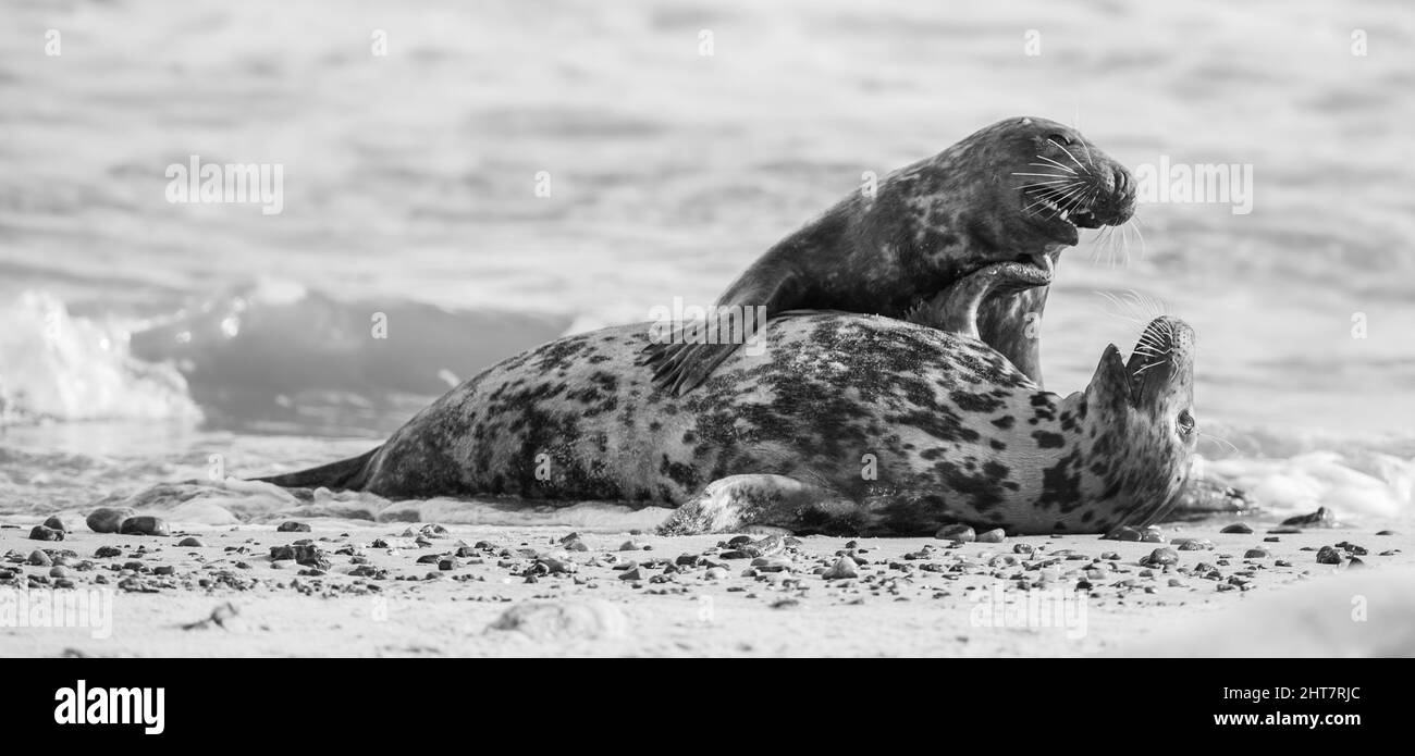 Bezauberndes Paar mit Hafenrobben, das romantische Zeit verbringt und sich am Sandstrand sanft berührt Stockfoto