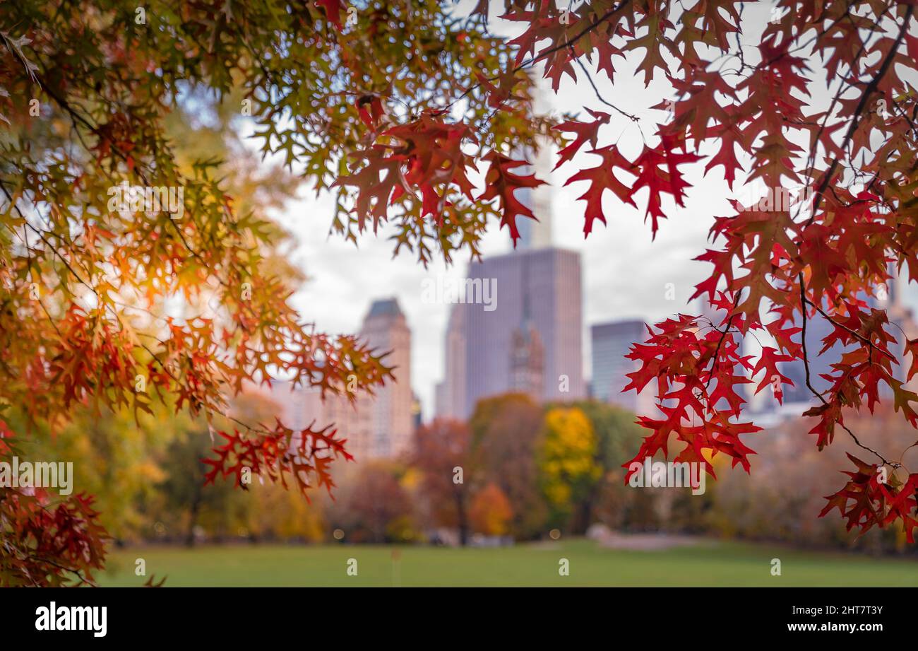 Der rote Ahornblatt ist der Hauptgrund des New York City Central Park mit einem Hochhaus im Hintergrund Stockfoto