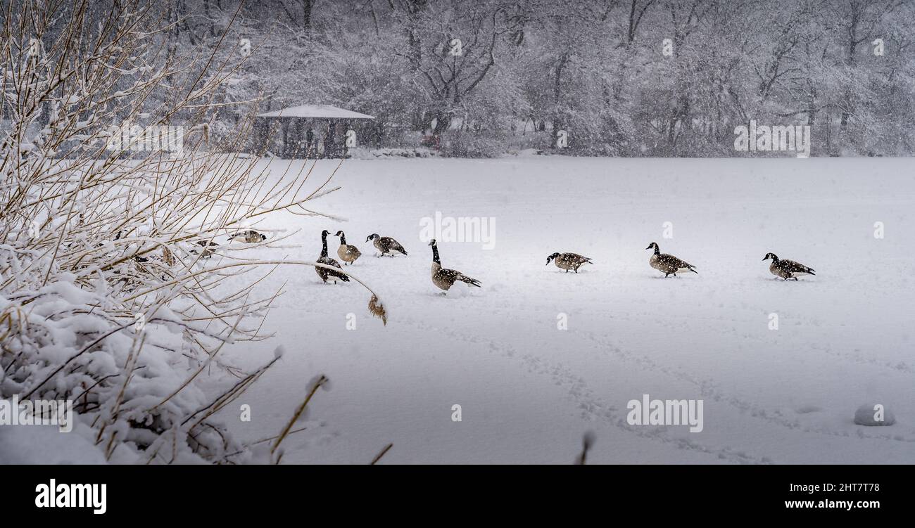 Central Park Enten auf dem gefrorenen See Stockfoto