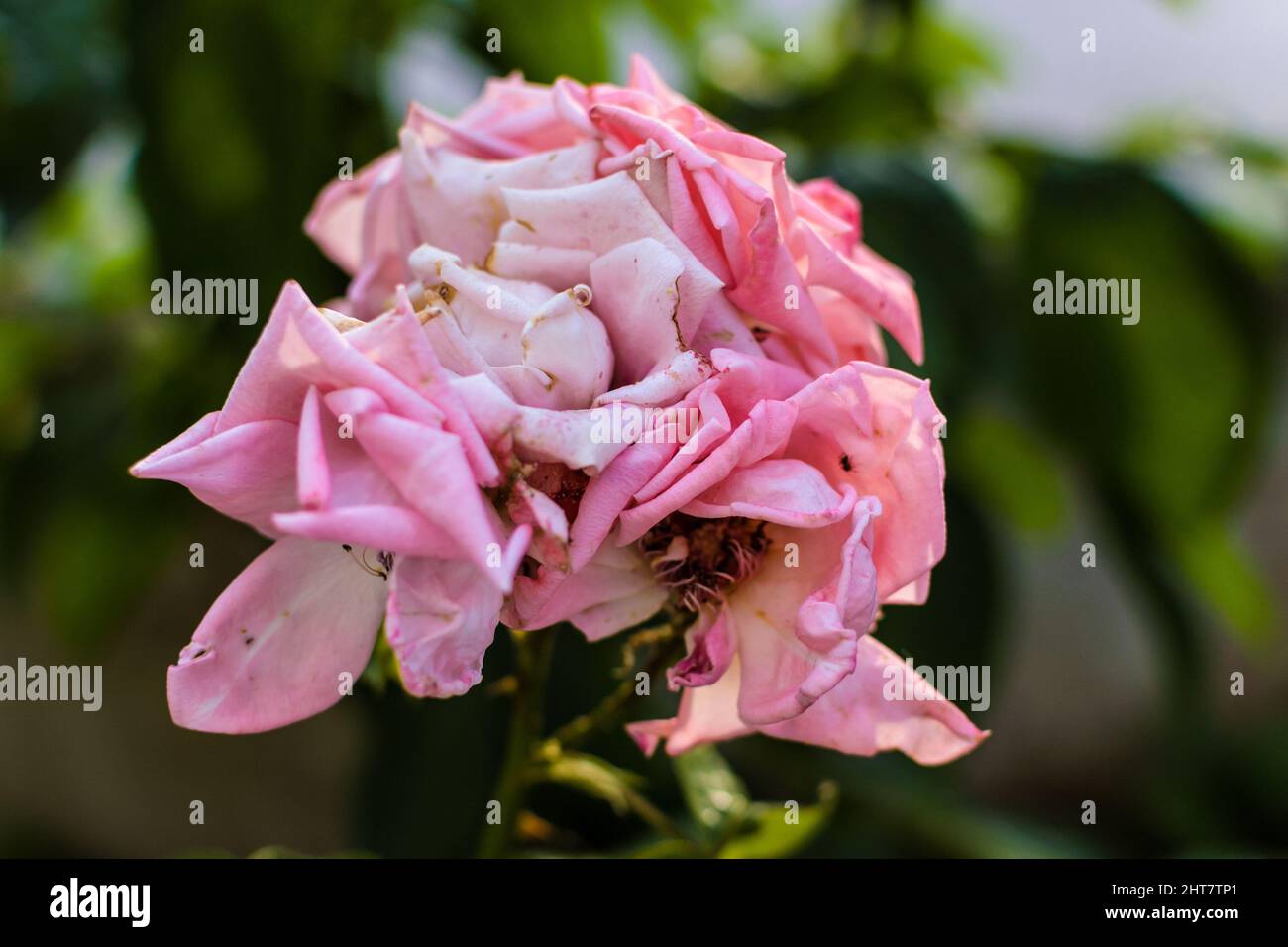 Nahaufnahme einer welkenden rosa Rose Stockfoto