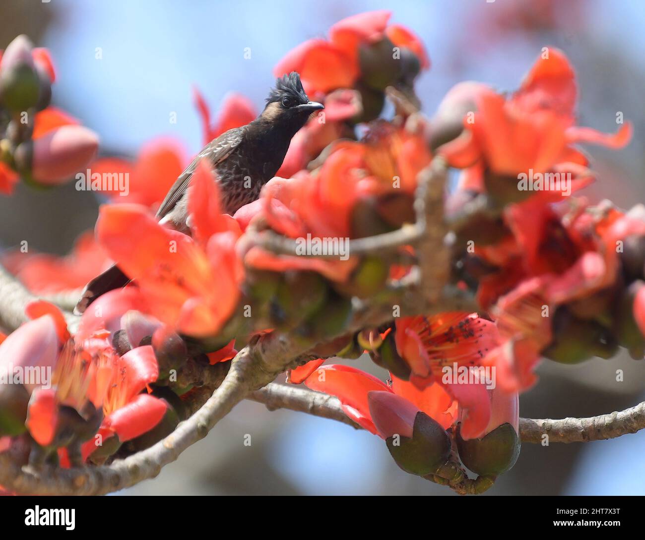 Ein Vogel sammelt Nektar aus Blumen auf Bäumen. Agartala. Tripura, Indien. Stockfoto