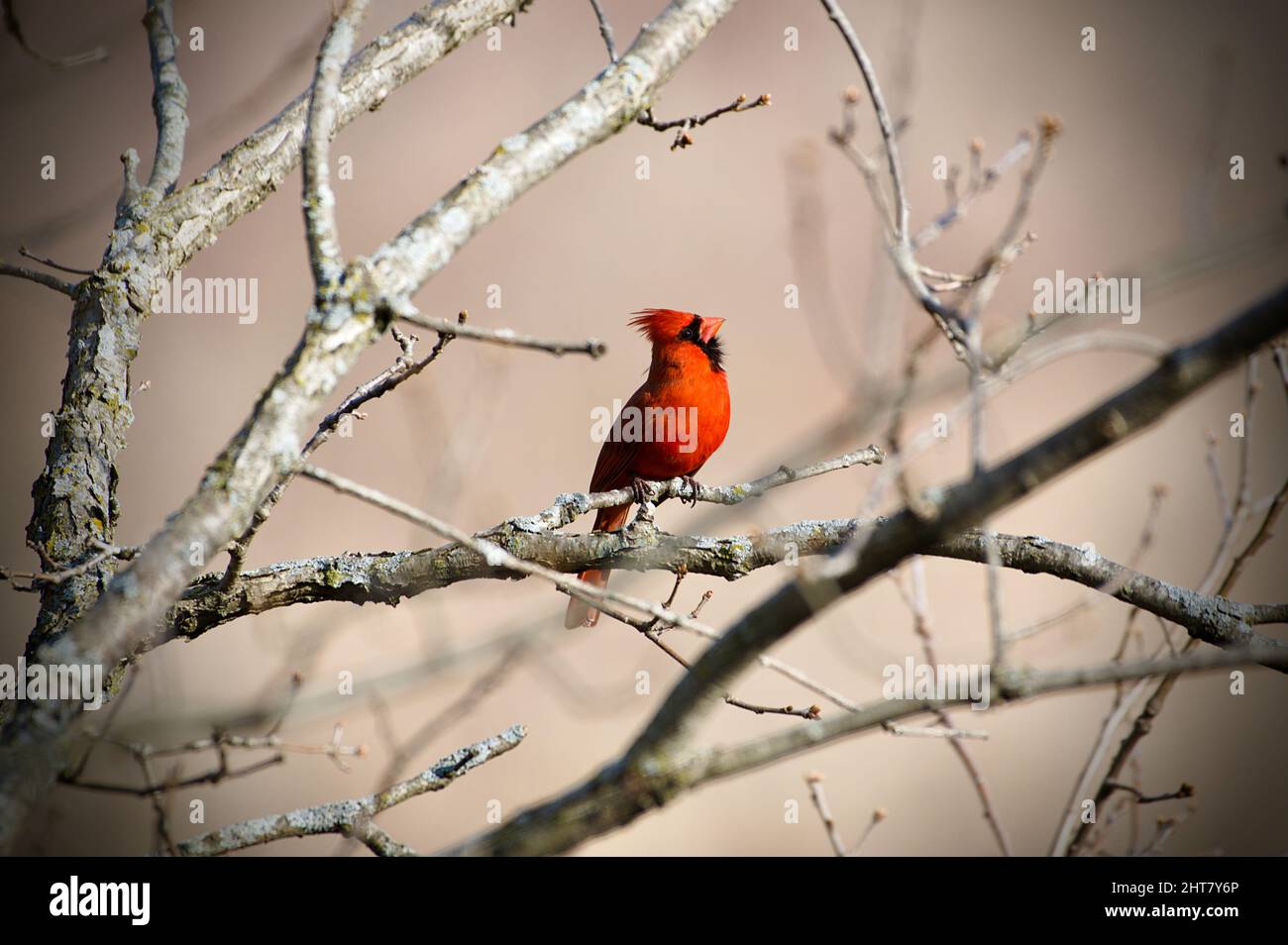 Nahaufnahme des nördlichen Kardinalvogels, der auf dem Ast des Baumes in Lakeville, Minnesota, thront Stockfoto