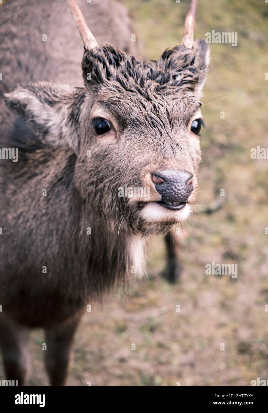 Ein wilder dänischer Rothirn mit großen Hörnern Stockfoto