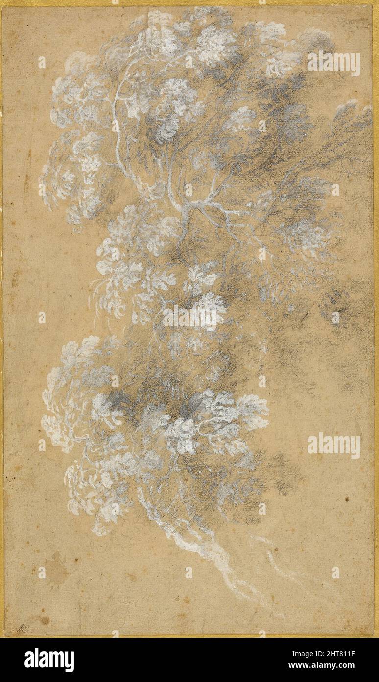 Skizze von Laub und Ästen, c. 1645-50. Stockfoto