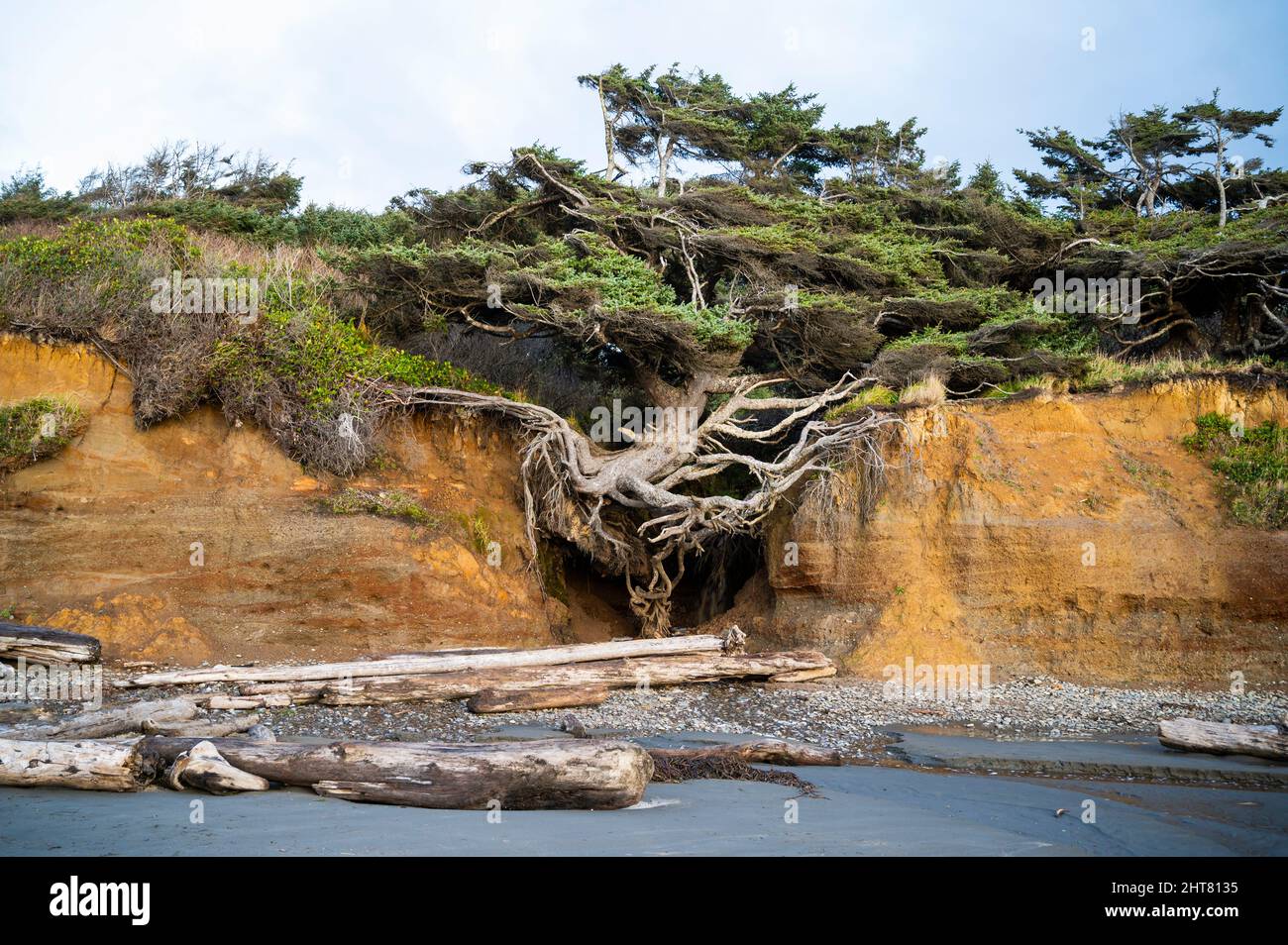 Der Baum des Lebens an der Olympischen Küste Stockfoto