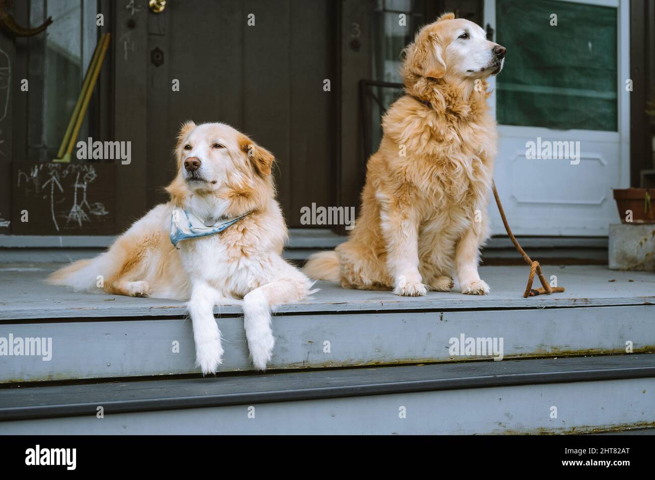Hunde sitzen auf einer Veranda in der Stadt Stockfoto
