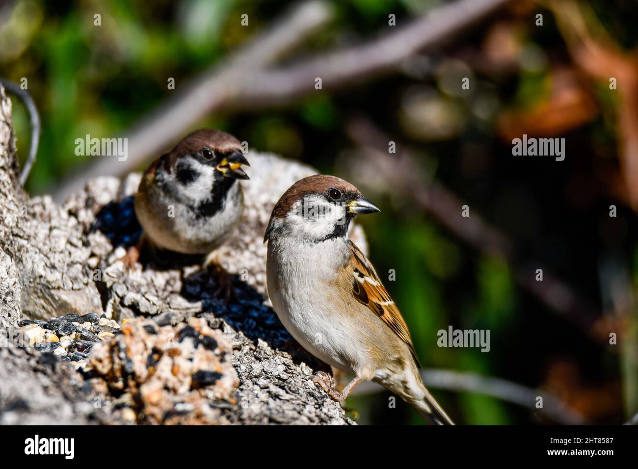 Nahaufnahme eines Paares Sperlinge, die auf einem Baumstamm ruhen, während sie essen Stockfoto