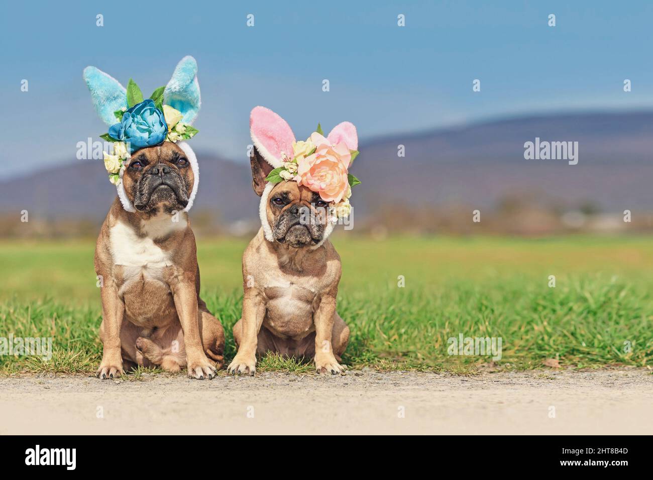 Französische Bulldogge Hunde mit osterhasen Kostüm Ohren mit Blumen sitzen vor der Wiese Stockfoto