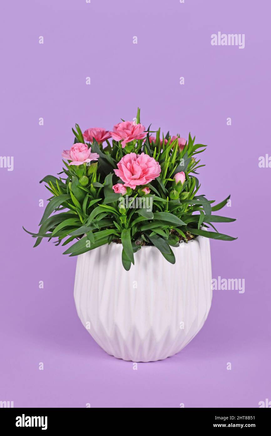 Eingetopfte rosa Dianthus-Blüten auf violettem Hintergrund Stockfoto