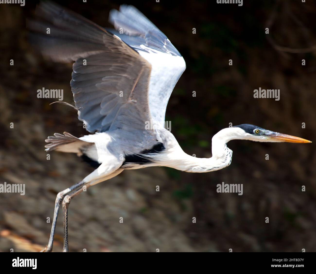 Nahaufnahme Porträt von Cocoi Heron (Ardea cocoi) Flügeln, die in den Pampas del Yacuma, Bolivien, flugbereit ausgebreitet sind. Stockfoto