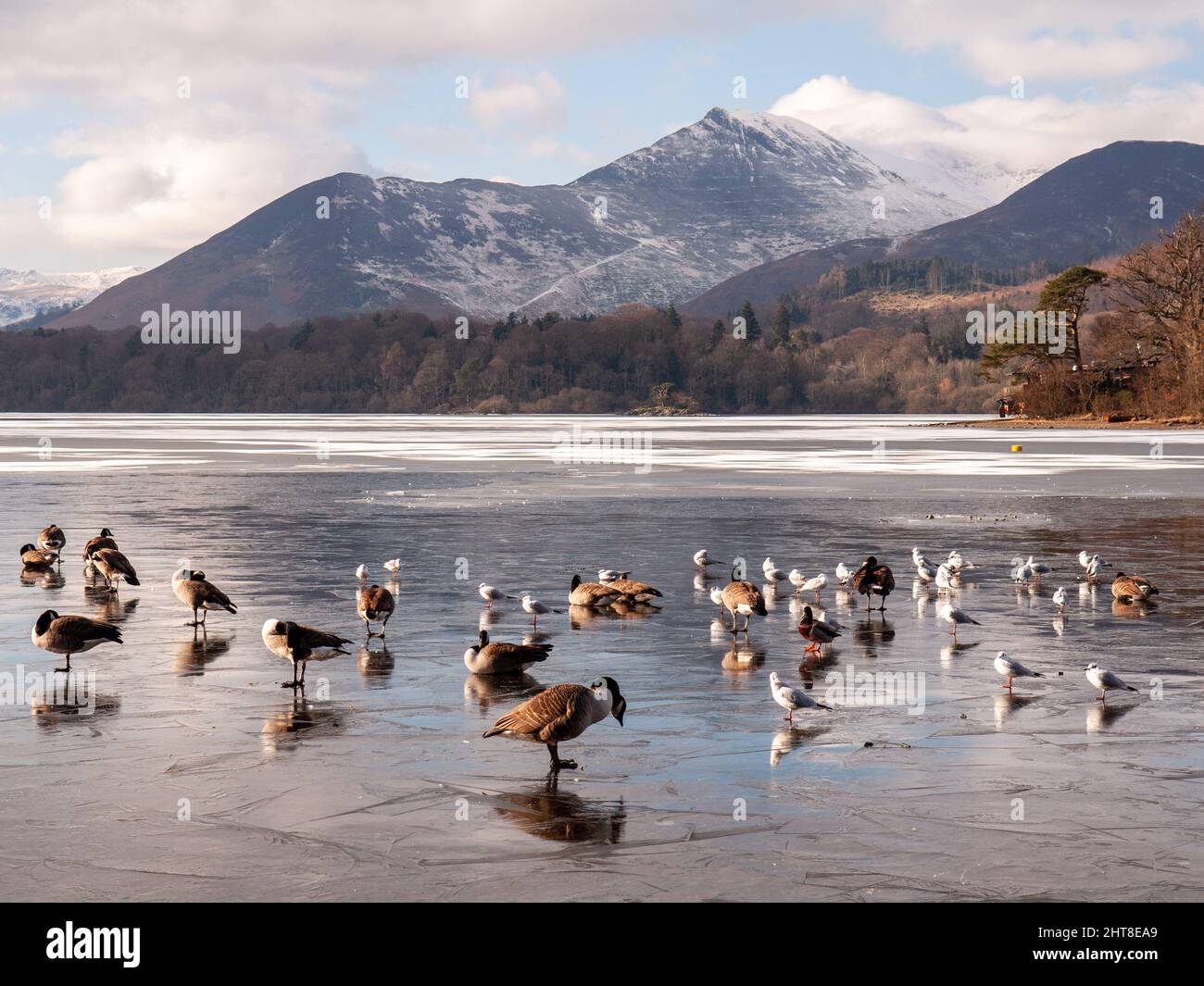 Gänse, Enten und Möwen wandern im Winter in England auf dem Eis eines gefrorenen Derwentwassers, mit den schneebedeckten Bergen der Derwentfells dahinter Stockfoto