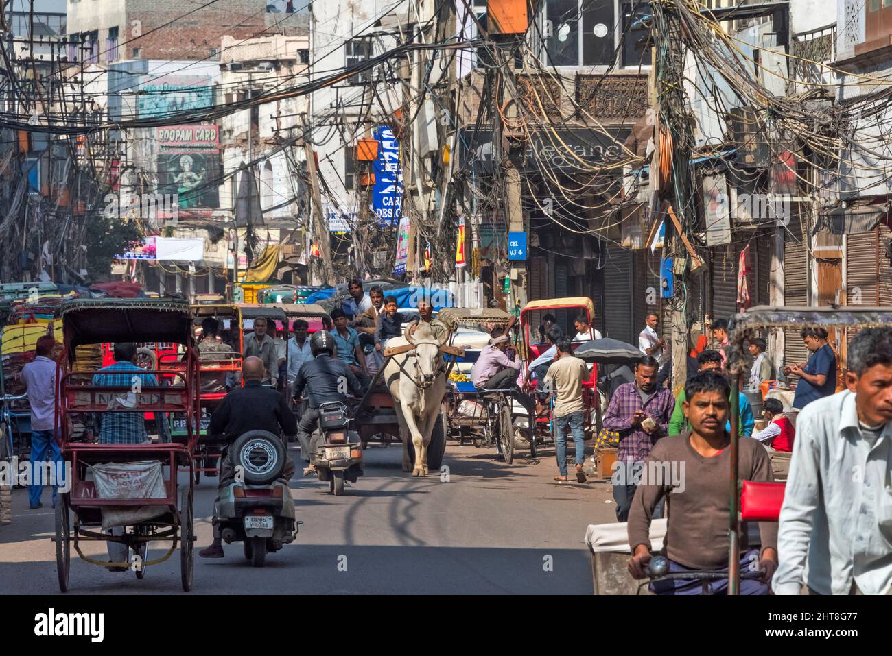 Kuhwagen, der sich die verkehrsreiche Straße mit dem Verkehr teilt, Chandni Chowk (Moonlight Square), Delhi, Indien Stockfoto