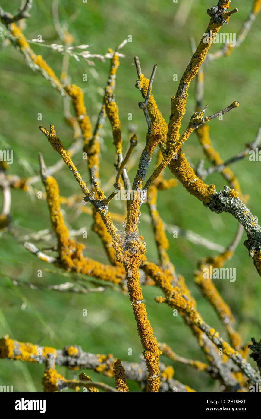 Gemeine Orangenflechte (Xanthoria parietina), auch bekannt als gelbe Skala, maritime Sonnenblechenflechte und Uferflechten am Baumzweig. Stockfoto