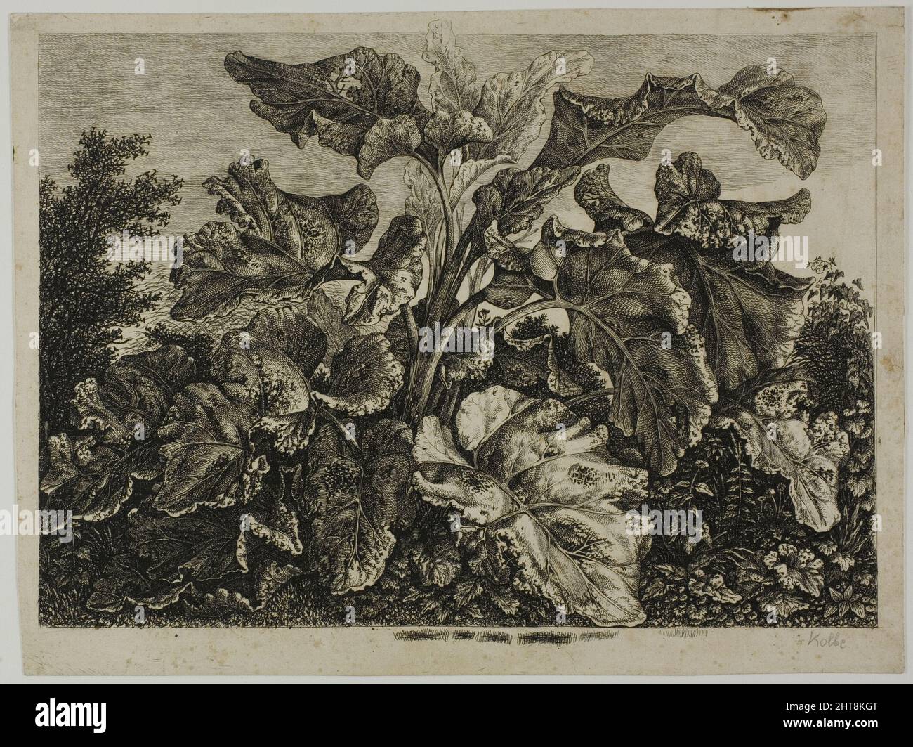 Gemüseblatt, 1800/28. Stockfoto