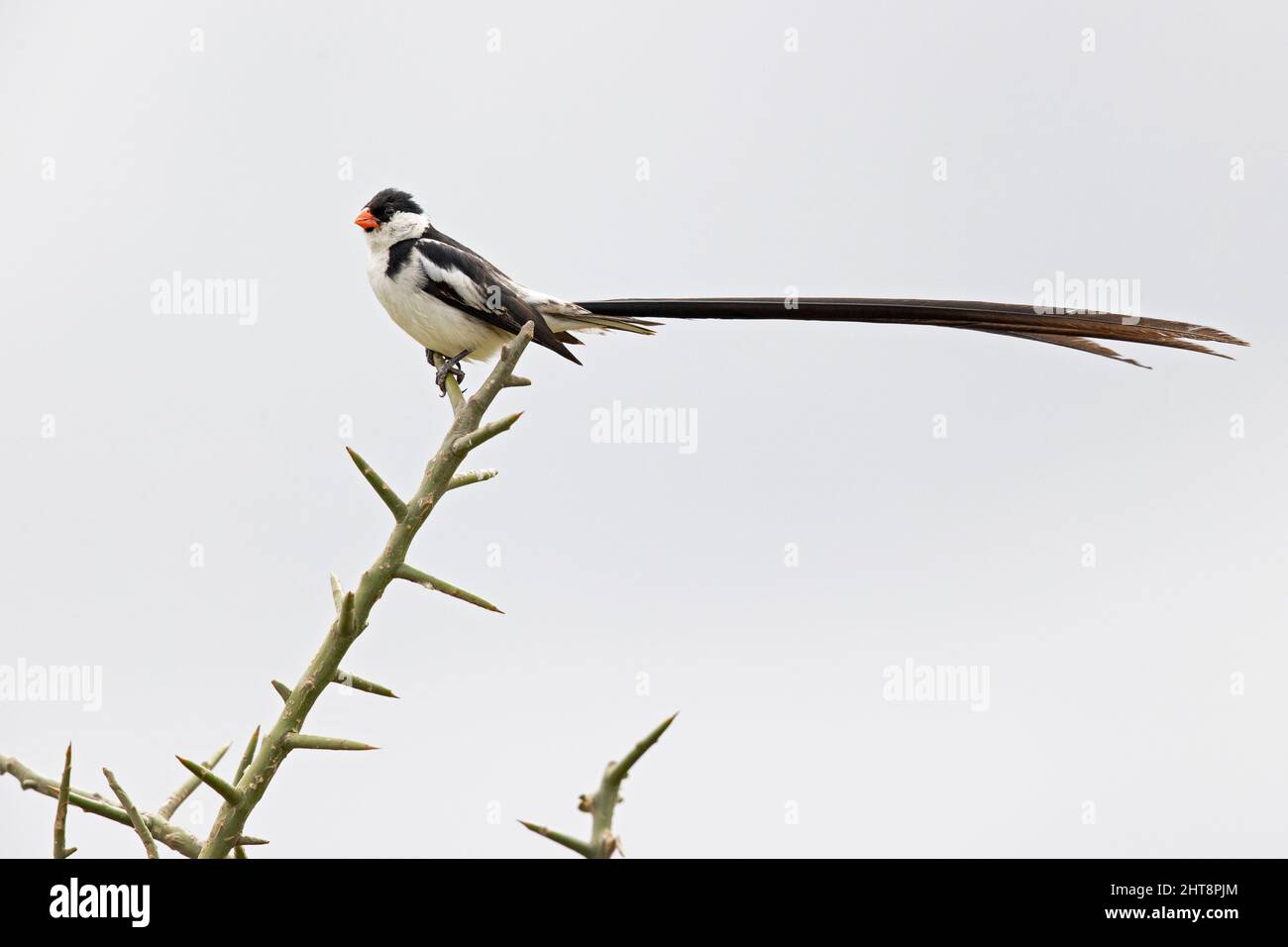 Eine Nadelschwanzwhydah (Vidua macroura), die in einem Baum thront. Stockfoto