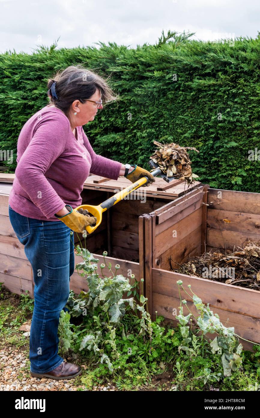 Frau, die im Garten arbeitet und Kompost zwischen den Mülleimern bewegt. Stockfoto