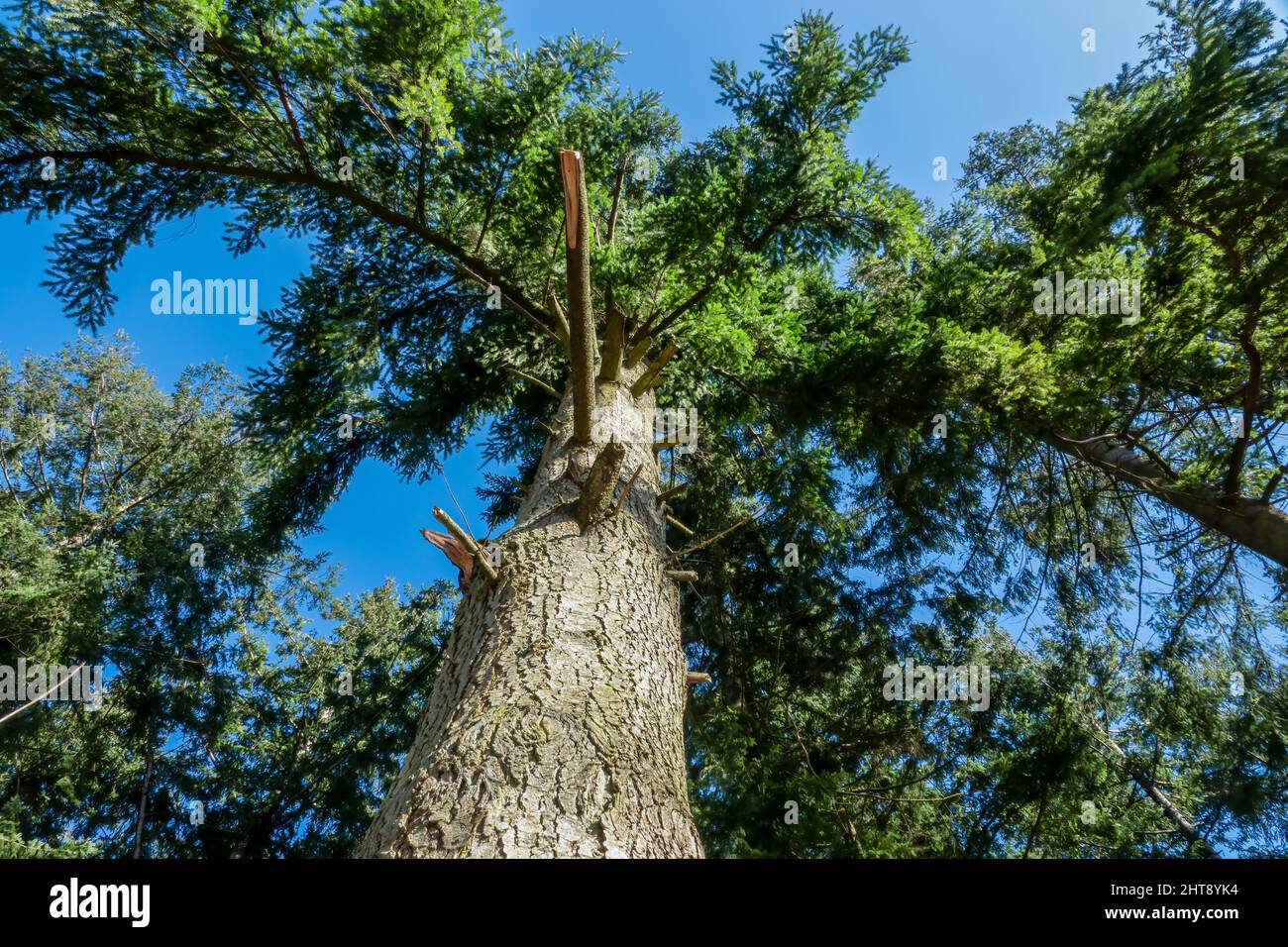 Durch eine hohe Schottenkiefer (Pinus sylvestris) hinauf und nach oben zu einem klaren, tiefblauen Winterhimmel schauen Stockfoto