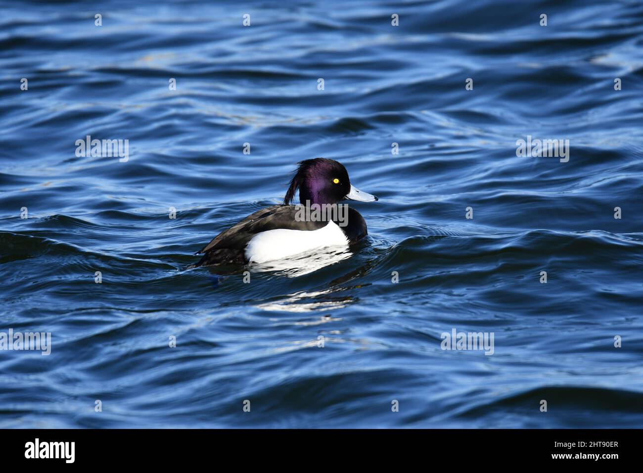 Eine getuftete Ente auf Wasser. Tierwelt auf den Stauseen von Tring, in der Nähe von Aston Clinton, Buckinghamshire, Großbritannien Stockfoto