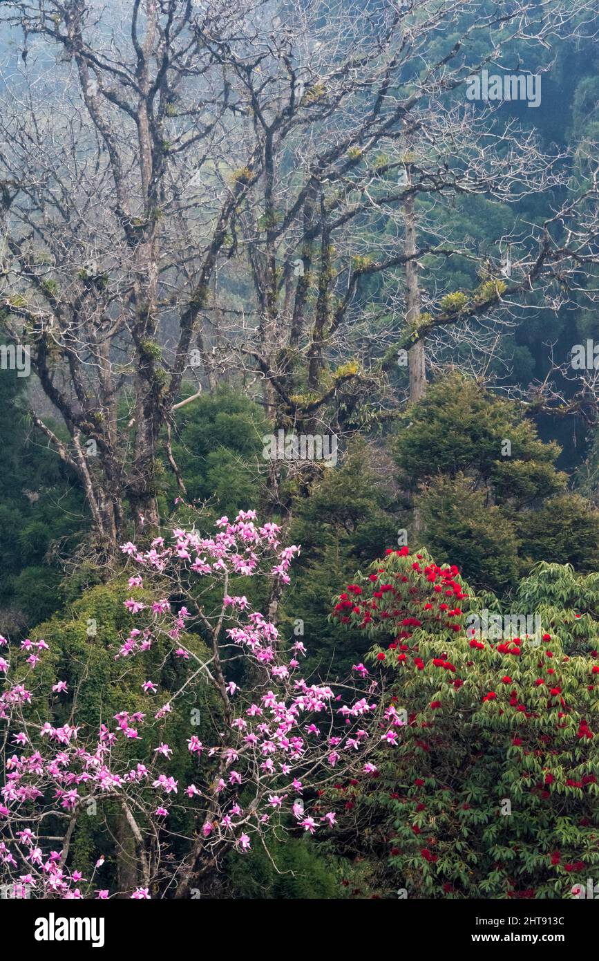 Rhododendron im Berg, Darjeeling, Westbengalen, Indien Stockfoto