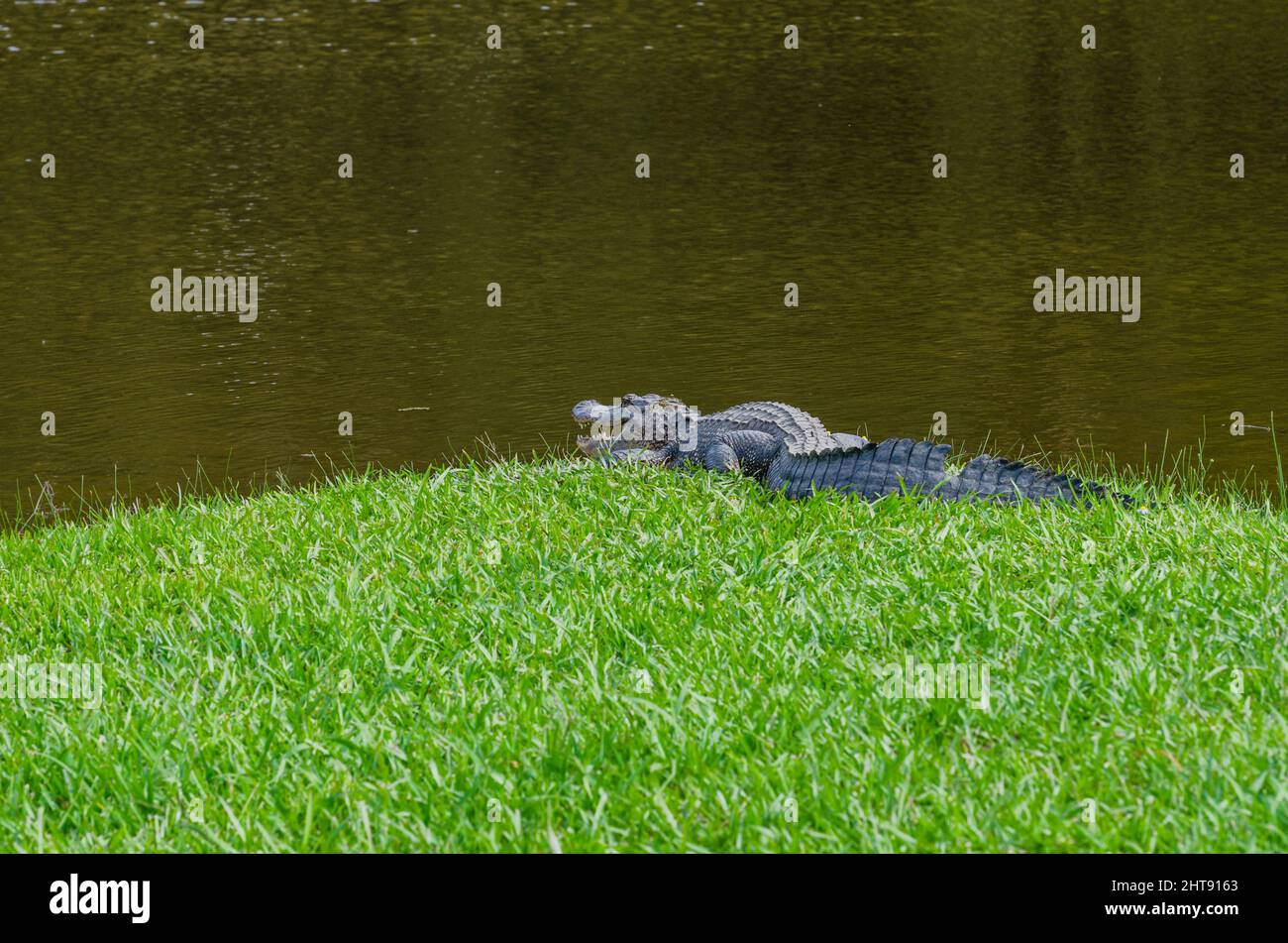 Amerikanischer Alligator auf Bayou in Avery Island, Louisiana, USA Stockfoto
