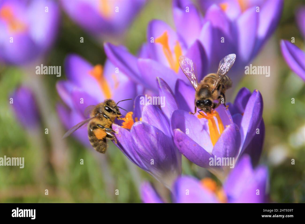 Bienen auf Safranblüten Stockfoto