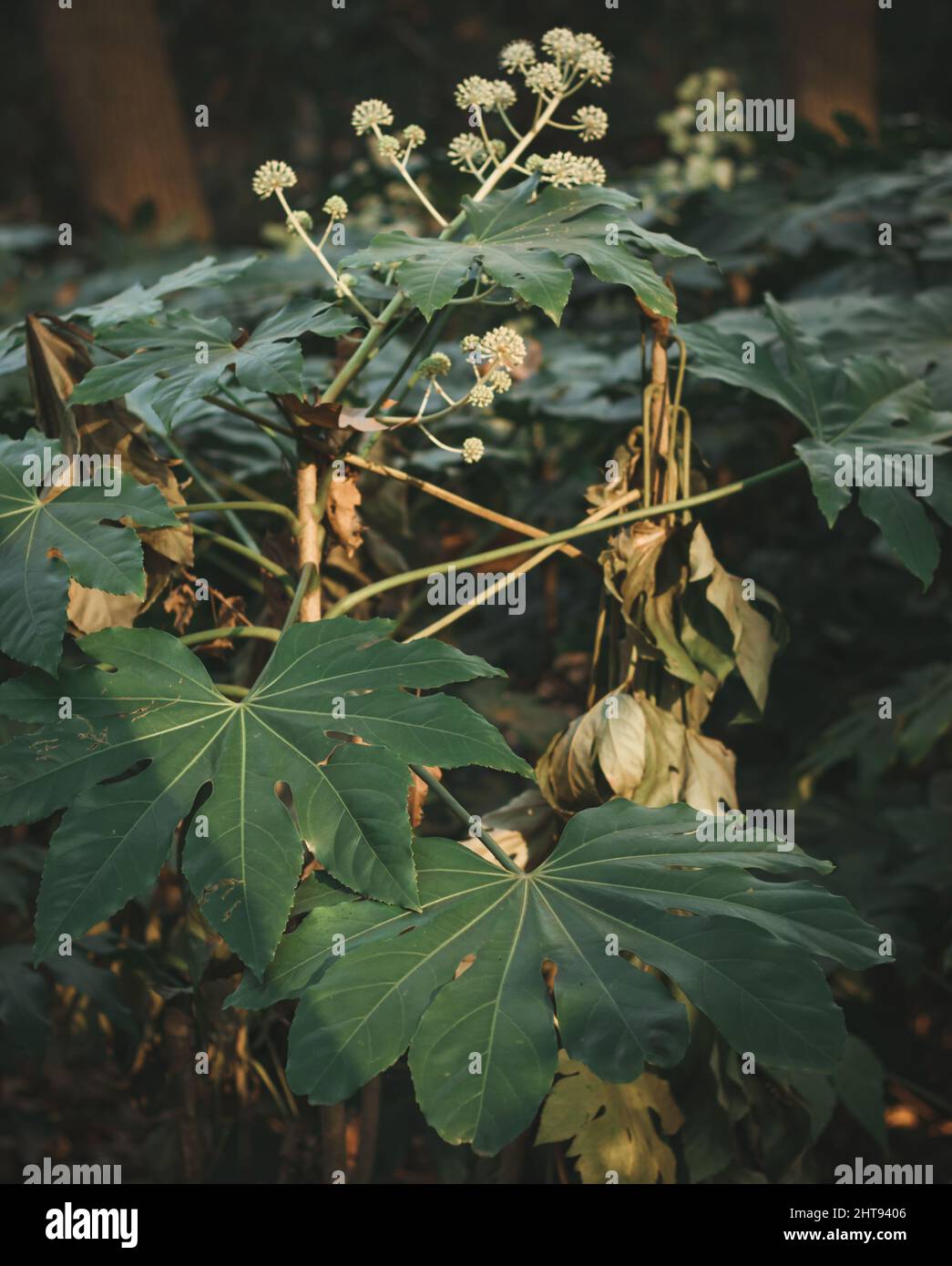 Vertikale Nahaufnahme der Fatsia japonica, Hochglanzpapier-Pflanze. Stockfoto