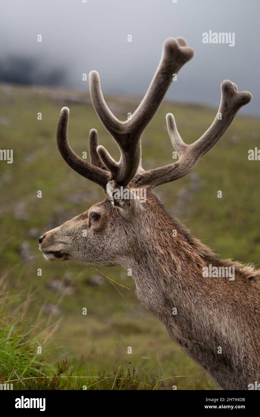 Nahaufnahme eines Hirsches im Bergfeld Stockfoto
