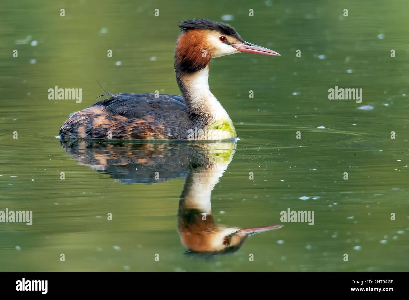 Haubentaucher mit Spiegelung auf dem See im Mote Park, Maidstone, Kent, Großbritannien Stockfoto