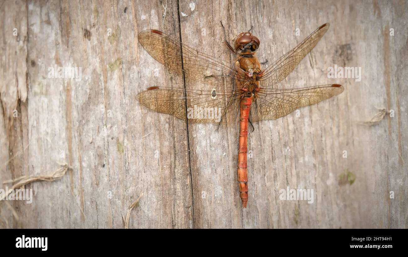 Gemeine Darter-Libelle auf Holzpfosten Stockfoto