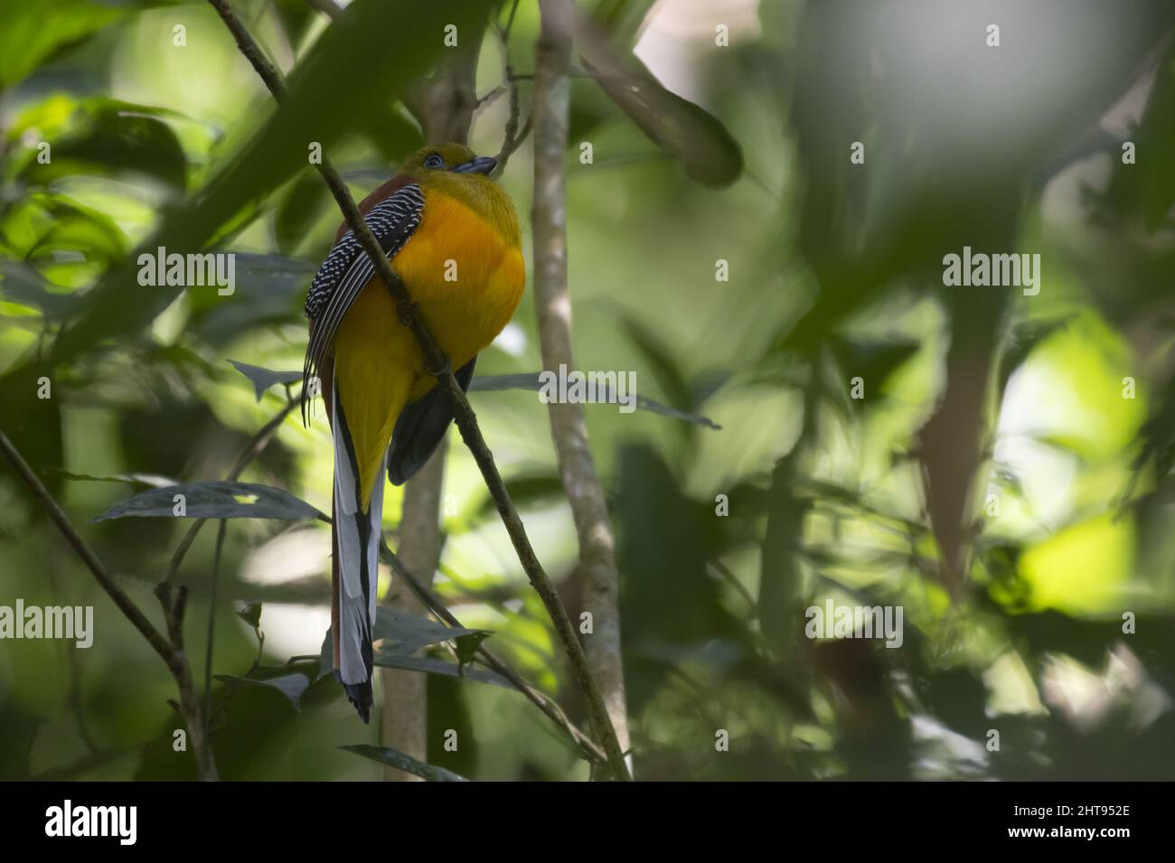 Orangefarbener Trogon im Wald, Harpactes oreskios, Kaeng Krachan National Park Stockfoto