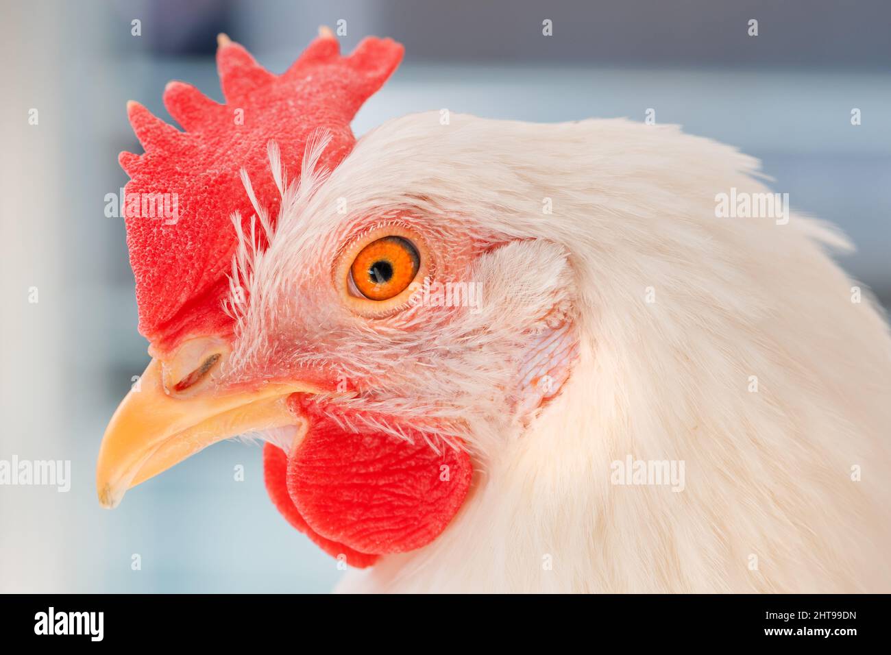 Nahaufnahme des weißen Hühnerkopfes mit selektivem Fokus Stockfoto