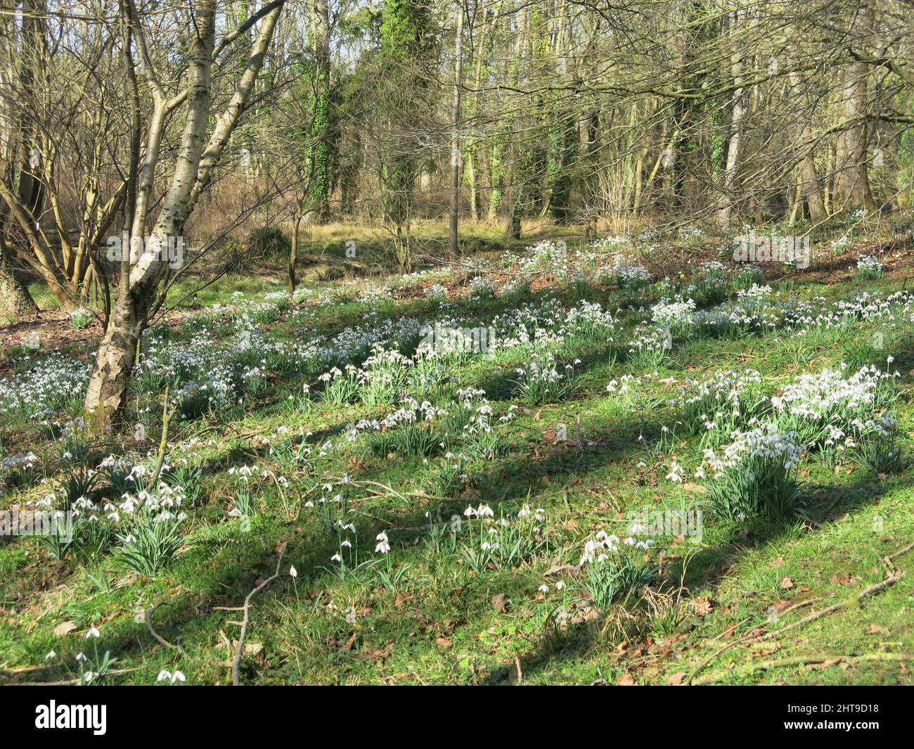 Der Schatten unter den Bäumen schafft die perfekten Bedingungen für weiße Schneeglöckchen in einem englischen Wald; Evenley Wood Garden, Nordants. Stockfoto