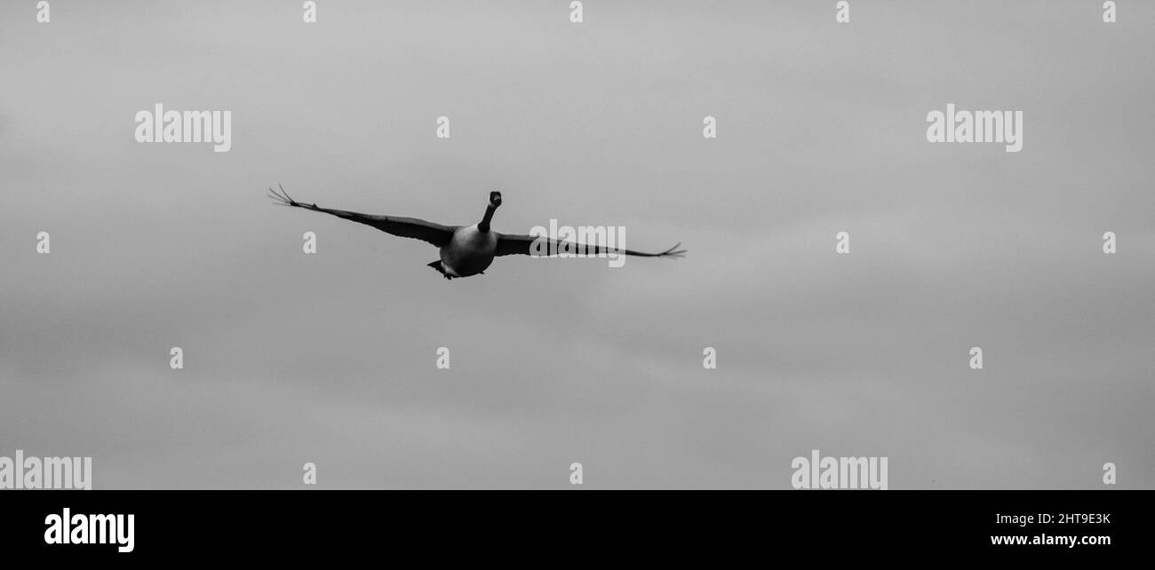 Graustufenschuss einer Gans gegen das Fliegen mit ausgebreiteten Flügeln Stockfoto