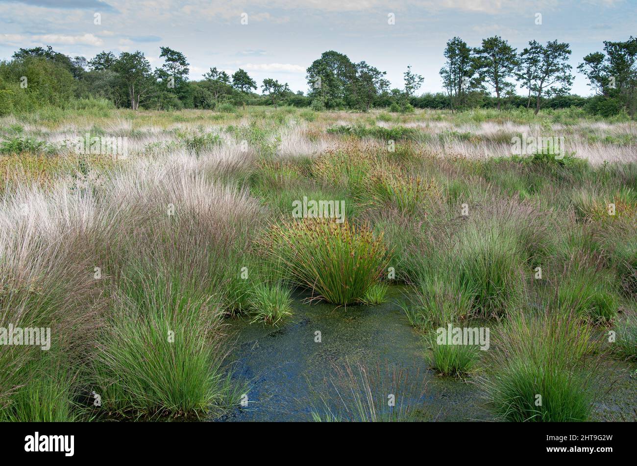 Blick über Whixall Moss Stockfoto