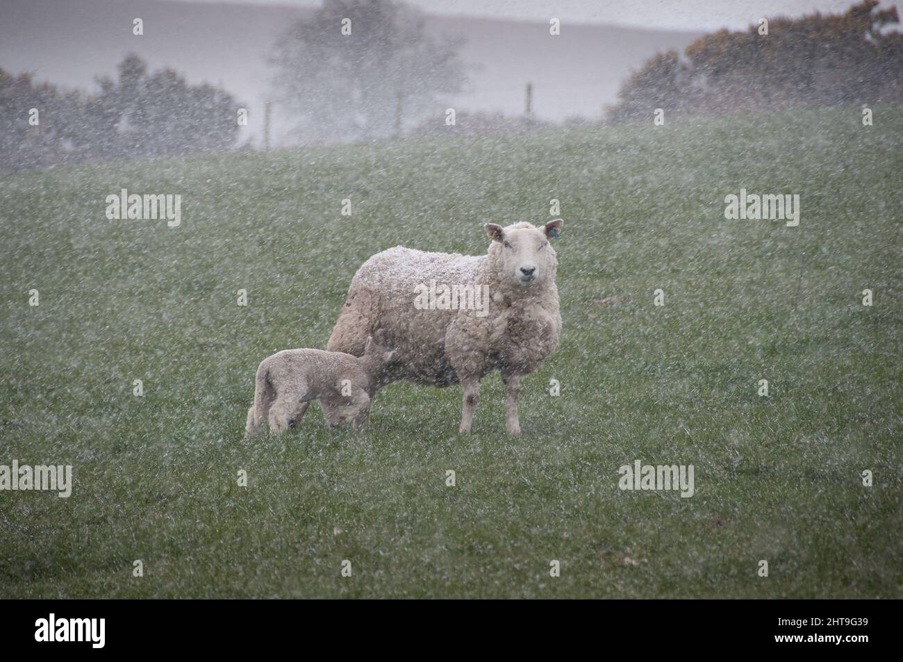 Schafe und Lamm im Schneeregen und Schnee auf den Stiperstones in South Shropshire Stockfoto