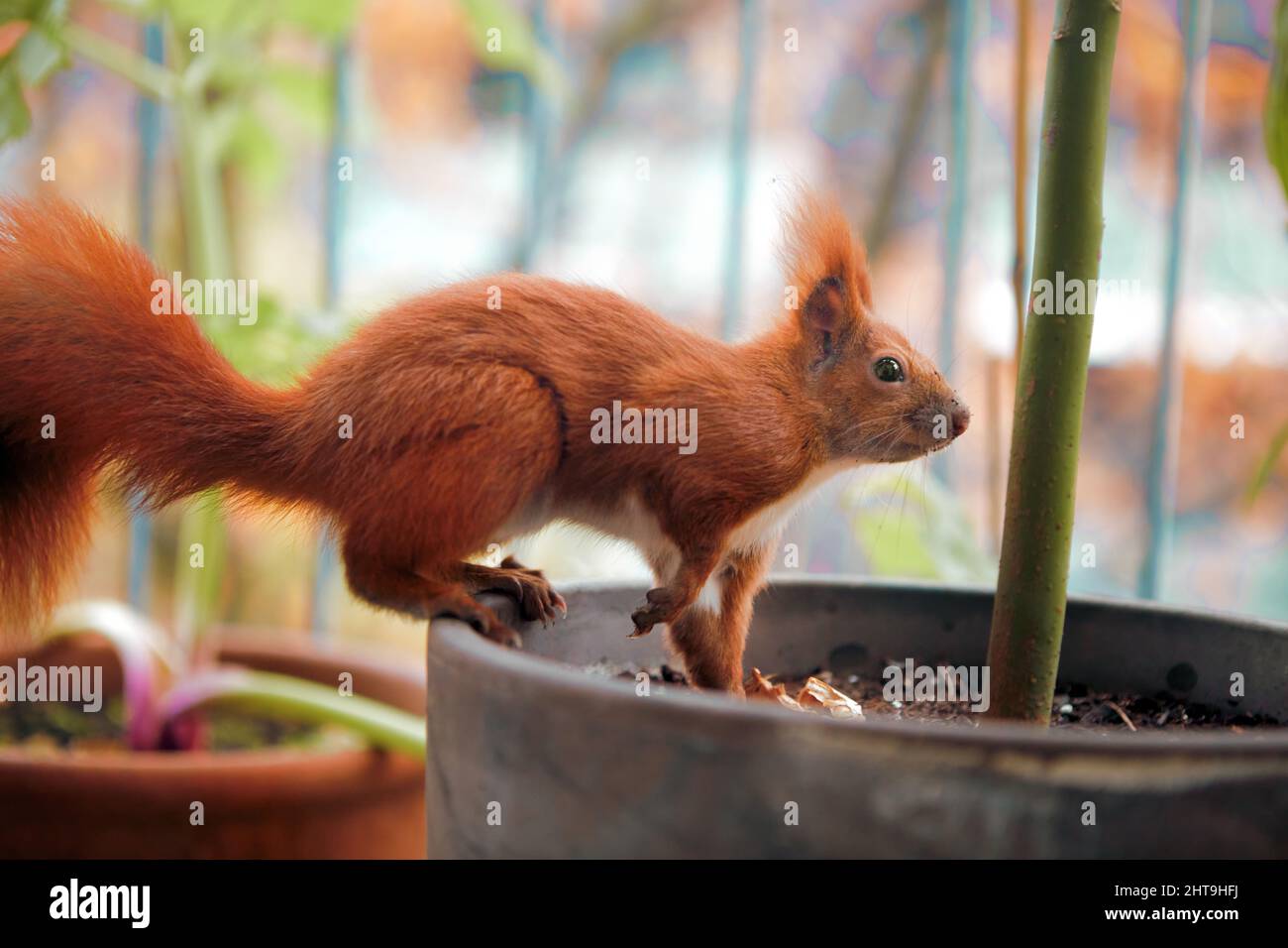Niedliches kleines Tier mit großem Schwanz. Rotes Eichhörnchen, das den Balkon in der Stadt erkundet. Stehend auf Blumentopf mit Pflanze. Stockfoto