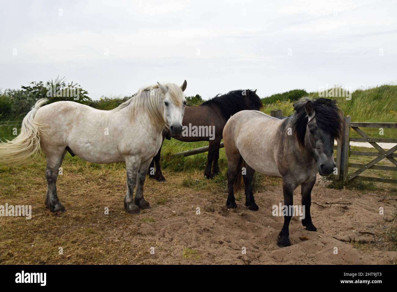 Pferde auf Gibraltar Point National Nature Reserve, von Lincolnshire Wildlife Trust verwaltet. In der Nähe von Skegness, Lincolnshire, Großbritannien Stockfoto